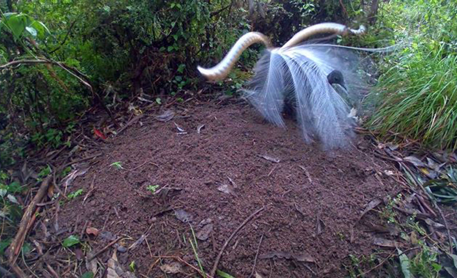 Australian Lyrebirds caught mating using TLC2020 timelapse camera