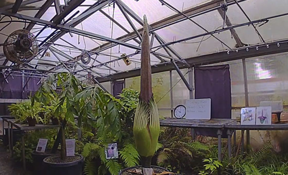 Corpse Flower Bloom Captured Using Time Lapse - Featured Creator CJ Addington