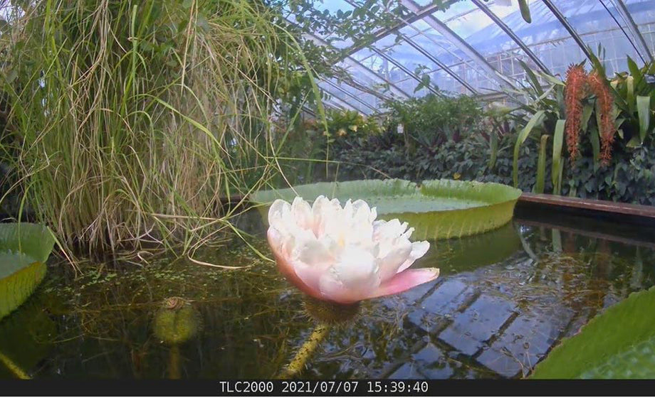 New Time Lapse Treasure from Cambridge University Botanic Garden