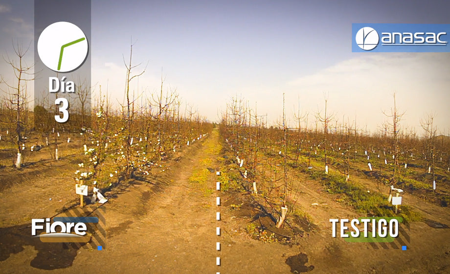 Anasac - Time-lapse sobre fertilizante Fiore en cerezos