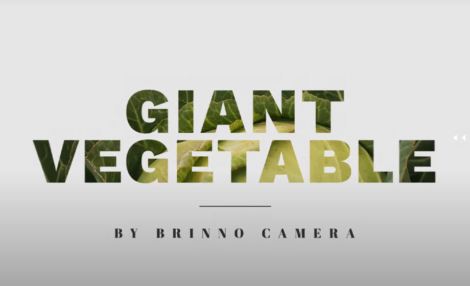 Giant Cabbage Growth Time Lapse Giant Veg UK