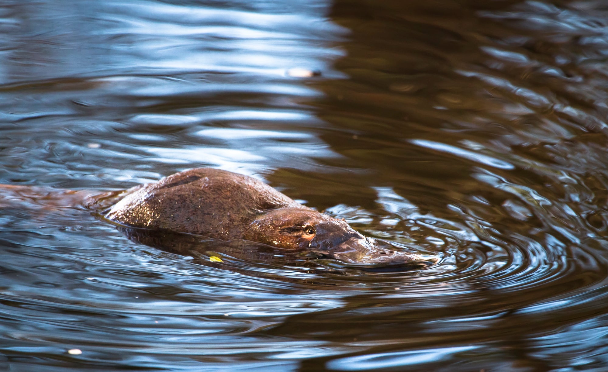 Unlocking the Mysteries of the Platypus- Simon Roberts Research with Brinno Time Lapse Cameras