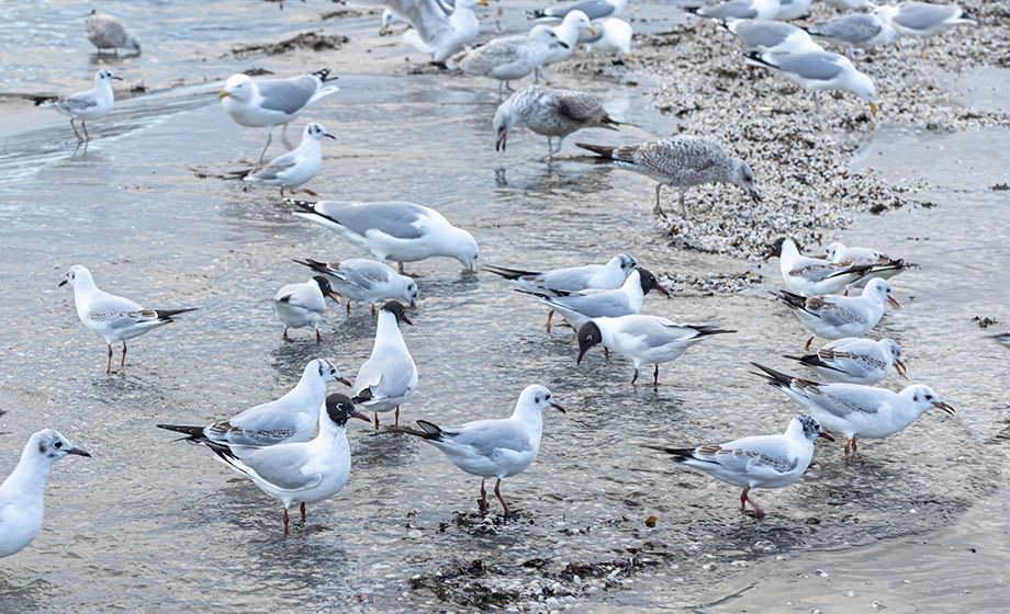 Peruvian Boobies’ Foraging Efforts Studied Using a Brinno Time Lapse Camera