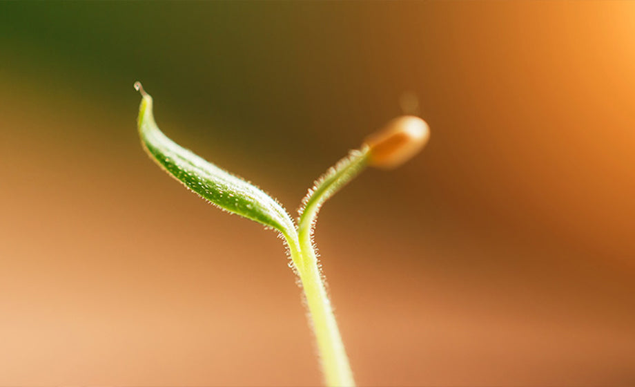 Exploring Possibilities of Plant Sentience using Time Lapse – Intervie