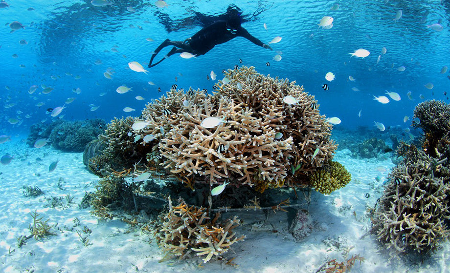 Developing strategies to mitigate coral bleaching with the help of time lapse in the Maldives