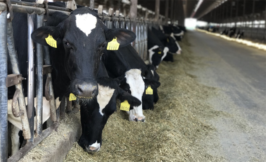 Using Time Lapse Cameras in Dairy Facilities