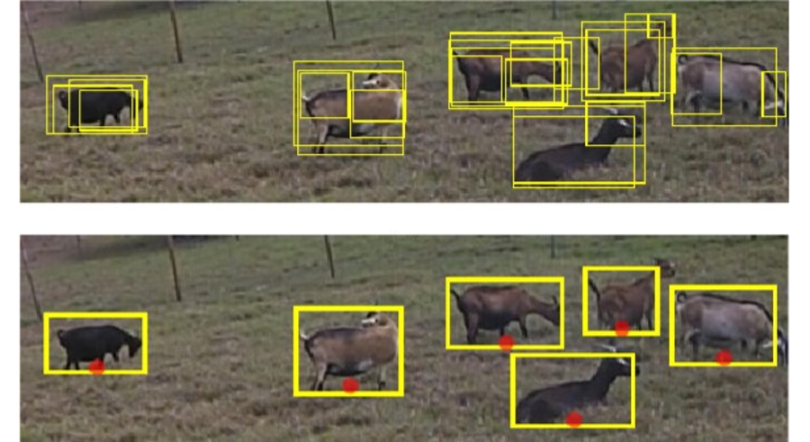 Video Animal Tracking Outdoor Animal Tracking - Brinno Time Lapse in Research Applications
