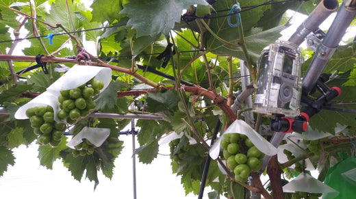 Time Lapse Your Agriculture Journey from Seed to Fruit